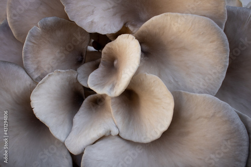 Close-up of organic Pleurotus Ostreatus mushrooms, also known as oyster mushrooms or oyster fungus. Cluster of mushrooms texture or background with home-grown produce concept