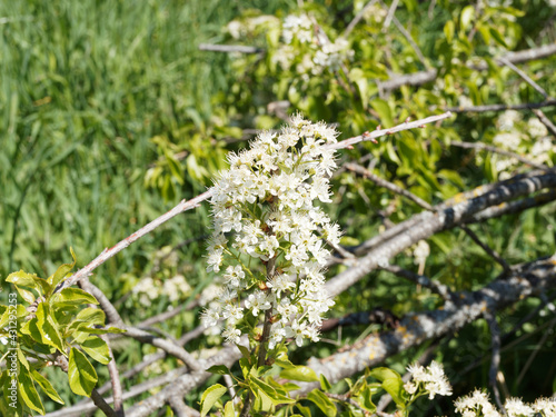 Prunus mahaleb oder Steinweichsel als mehrstämmiger Strauch mit Prächtige weiße Frühlingsblüte in Schirmtrauben photo