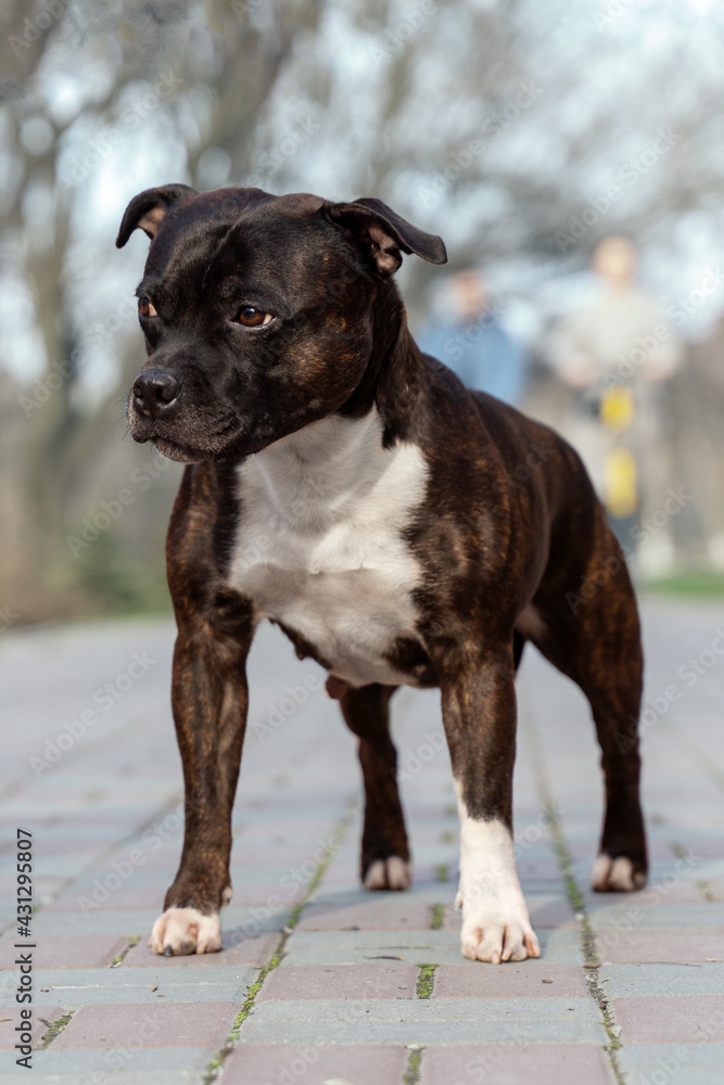 Beautiful dog of Staffordshire Bull Terrier breed, of tiger stripped color, serious face, proud look, standing on park background. Outdoors, copy space.