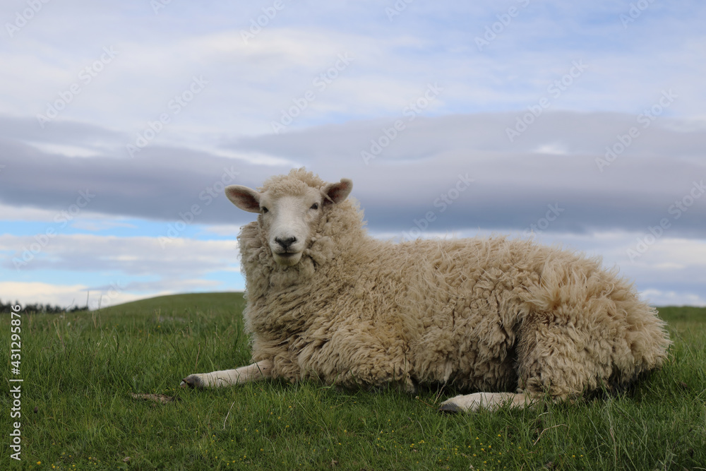 Obraz premium Romneyschaf / Romney sheep / Ovis