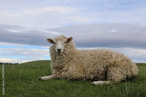 Romneyschaf   Romney sheep   Ovis