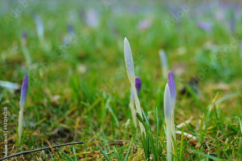 Defocused macro photography of growing crocus flower on meadow with blurred background