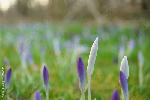 Macro photography of growing violet crocuses wild flowers on meadow in spring