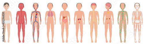 The main systems of the human body.