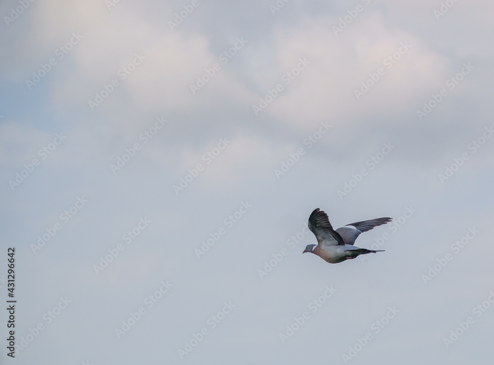 wood pigeon in full flight under a cloudy spring sky wood pigeon in full flight under a cloudy spring sky