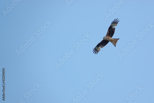 red kite soaring with outstretched wings in a beautiful blue spring sky