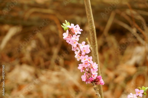 Abstract macro photography of lilac syringa flower branch in march