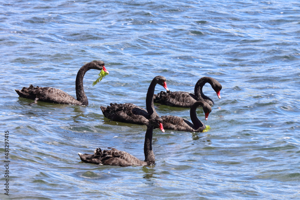Fototapeta premium Schwarzer Schwan oder Trauerschwan / Black Swan / Cygnus atratus