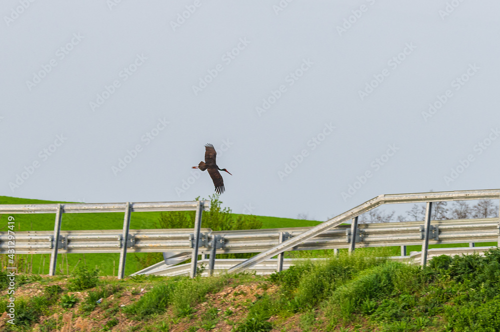 Schwarzstorch im Flug (Ciconia nigra)