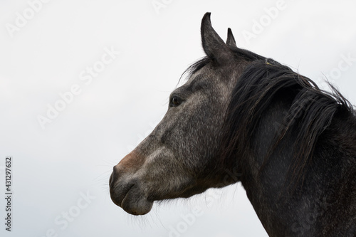 Side view of a brown with grey horse head isolated on white background  facing left. 