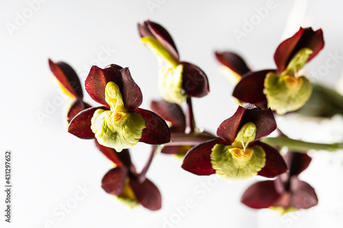 Orchid. Catasetum hybrid on white background. Catasetum tenebrosum. A photo of a stunning almost black orchid hybrid. photo