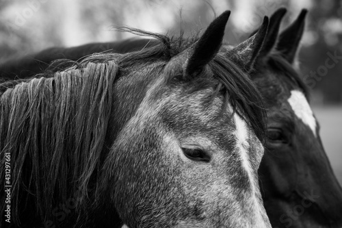Headshot of two beautiful horses together in a ranch.