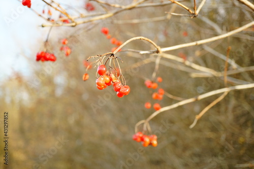 Macro photography of red berries on tree branch in february