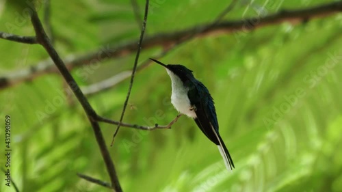 Purple-crowned fairy (Heliothryx barroti) is a large hummingbird that breeds in the lowlands and hills from southeastern Mexico south to southwestern Ecuador, sitting on the green tree in Costa Rica. photo