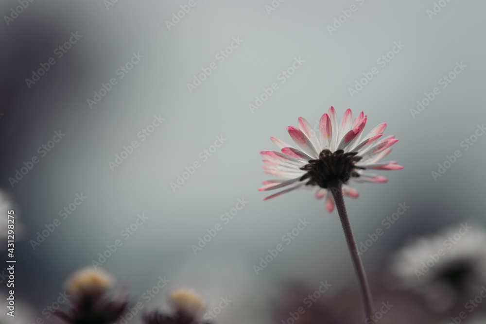 Daisies in springtime: Close up picture, copy space Daisies in springtime: Close up picture, copy space