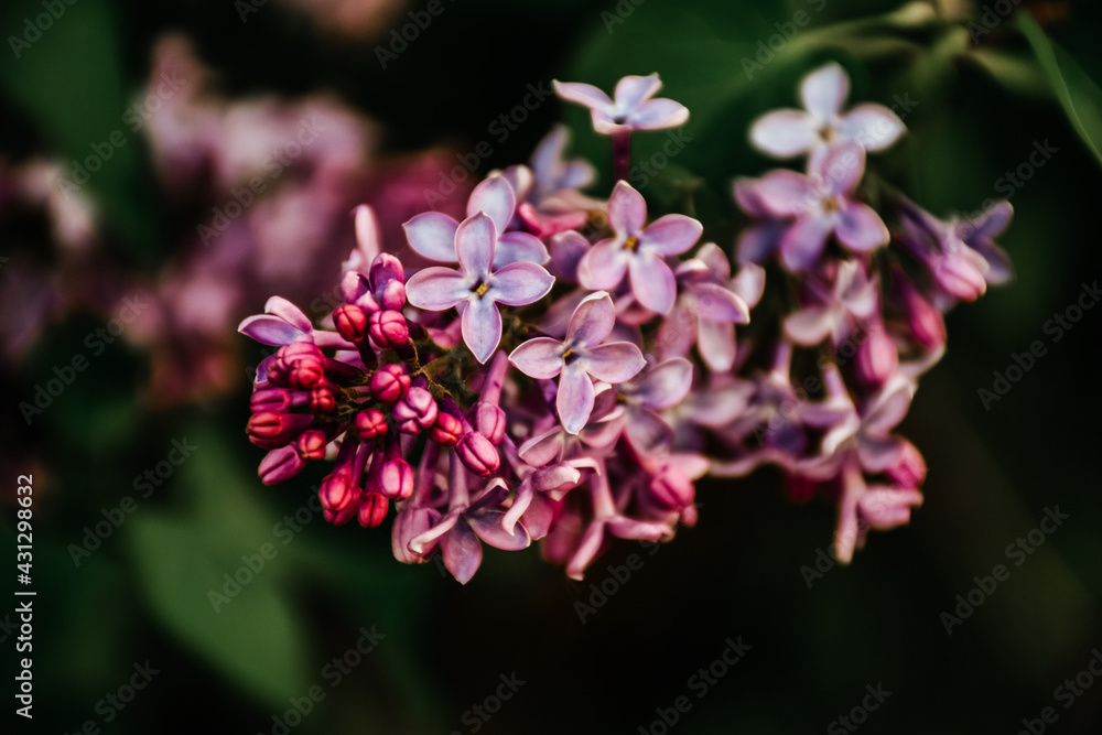 close up of a pink flower
