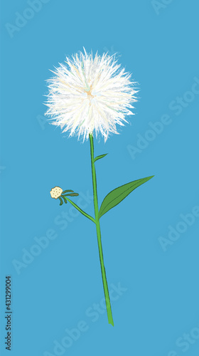 Fluffy blooming white dandelion with blue-green background in vector design illustration art