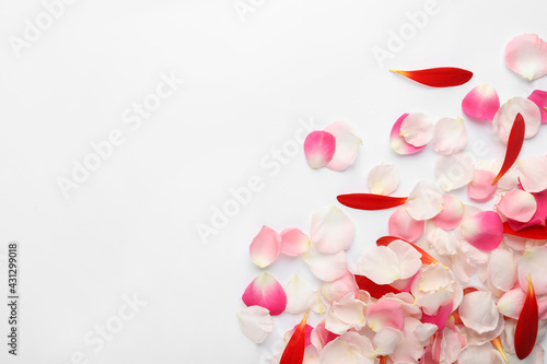 Beautiful petals on white background, flat lay. Space for text