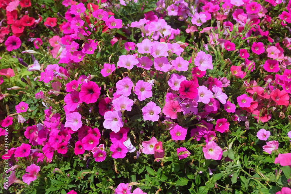 Colorful petunias flowers with bright sunlight Colorful petunias flowers with bright sunlight