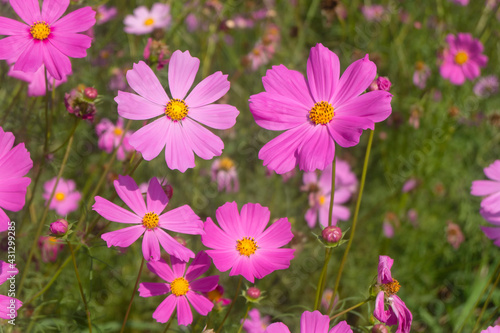 Pink cosmos flowers blooming in the garden  selective focus