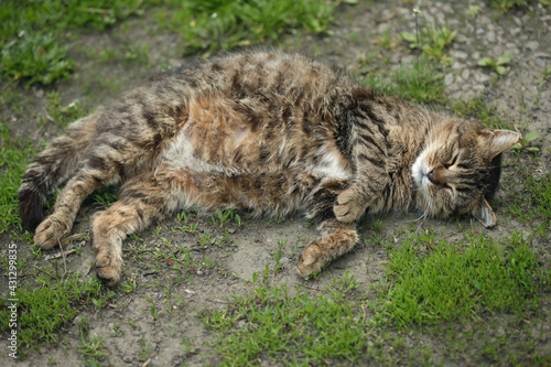 Portrait of wild fluffy cat lying on ground