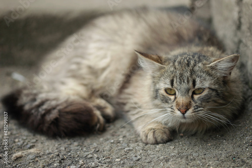 Fototapeta Naklejka Na Ścianę i Meble -  Portrait of wild fluffy cat lying on ground