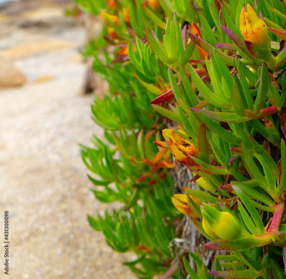 Beach Plants Beach Plants