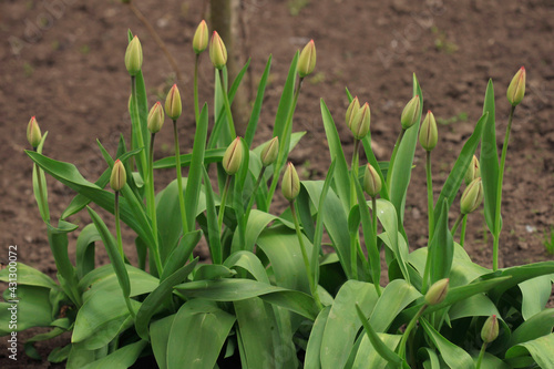 Colorful spring flowers on nature background