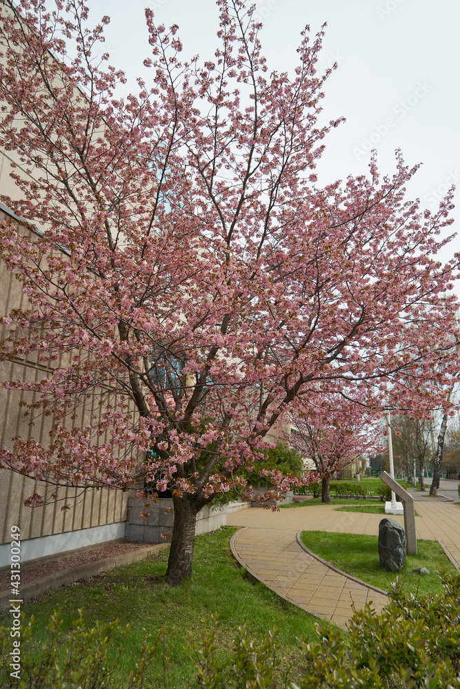 Sakura in Moscow