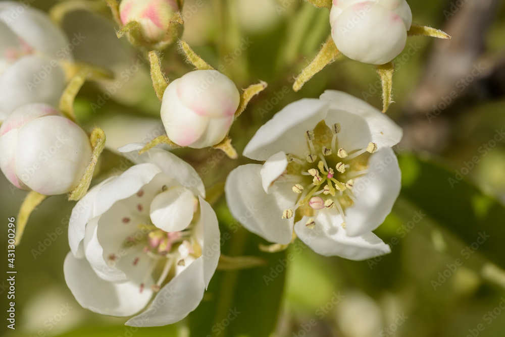 Obraz premium Blühender Birnbaum in der Sonne im Garten , Ausschnitt, Detail