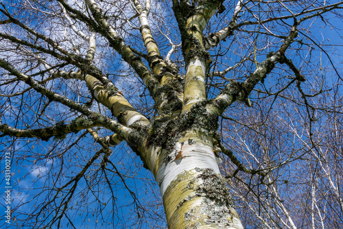 Betula utilis tree in winter with a blue sky which is commonly known as Himalayan Birch and has a white bark, stock photo image photo