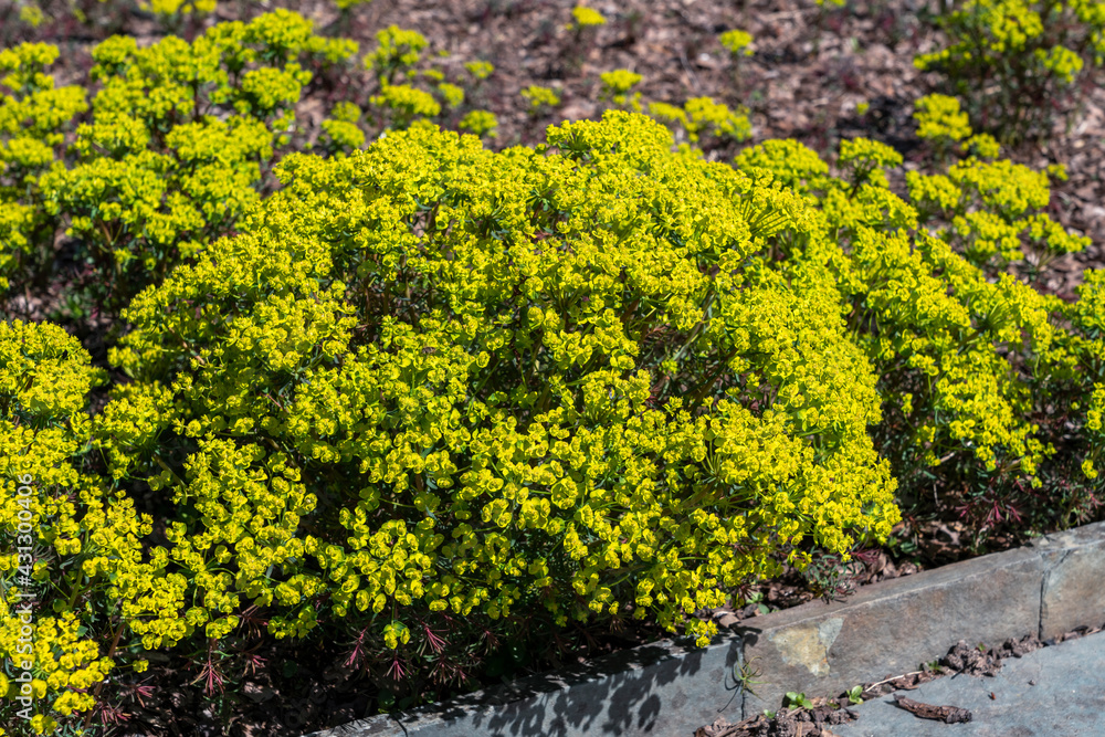 Euphorbia cyparissias 'Fens Ruby' a spring summer evergreen flowering shrub plant with a  springtime summer yellow flower and commonly known as cypress spurge, stock photo image
