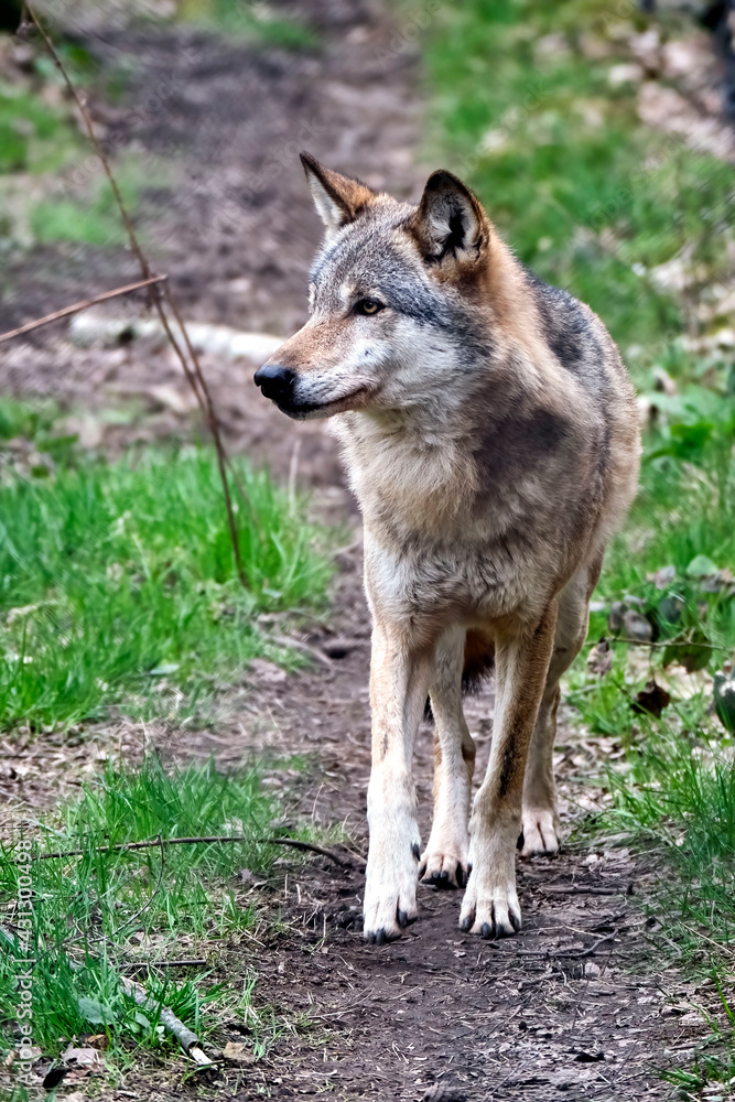 Europäischer Wolf ( Canis lupus )