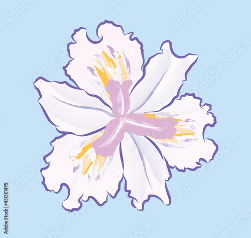 Purple and yellow  iris japonica  blooming flower with blue background in abstract art, vector illustration flat design