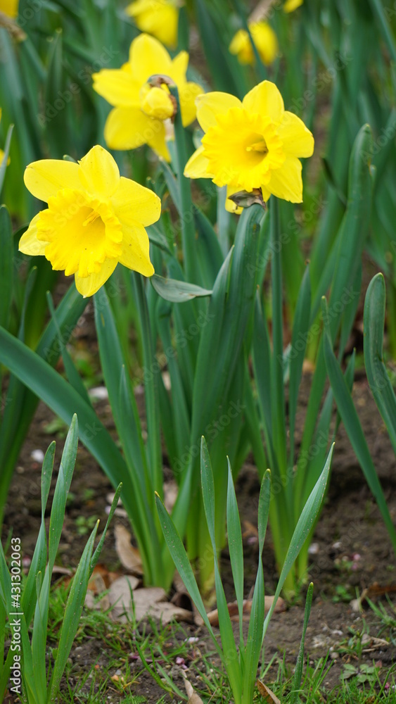 Narcyz. żonkile - (Narcissus jonquilla L.) – gatunek kwiatu z rodziny amarylkowatych. Roślina cebulkowa na rabaty. 