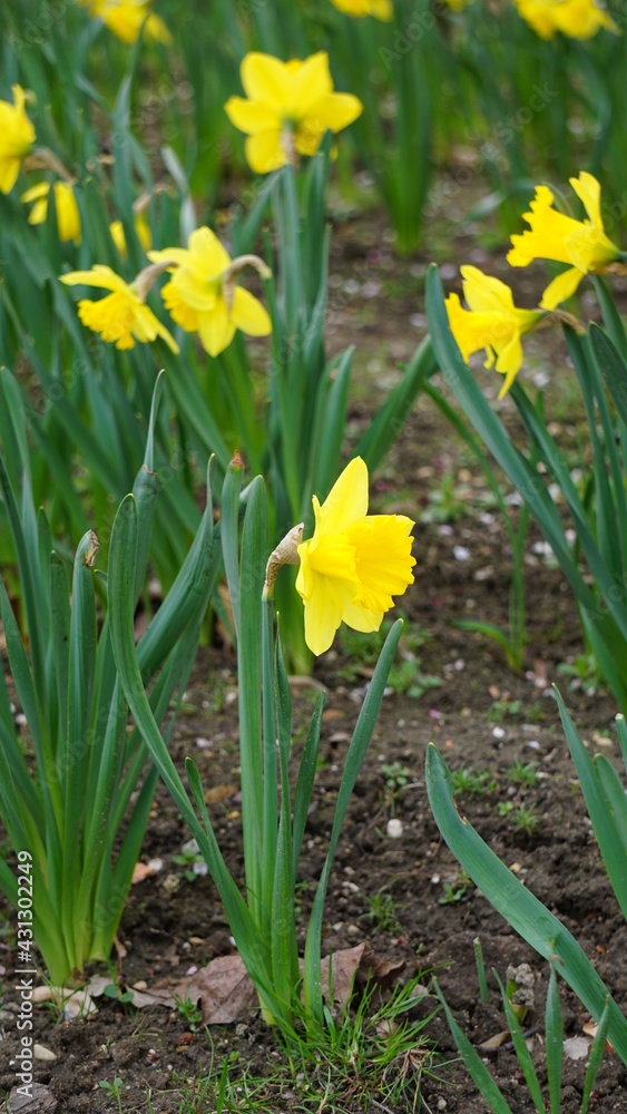 Narcyz. żonkile - (Narcissus jonquilla L.) – gatunek kwiatu z rodziny amarylkowatych. Roślina cebulkowa na rabaty. Narcyz. żonkile - (Narcissus jonquilla L.) – gatunek kwiatu z rodziny amarylkowatych. Roślina cebulkowa na rabaty.