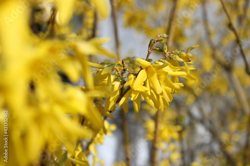 Forsythie
