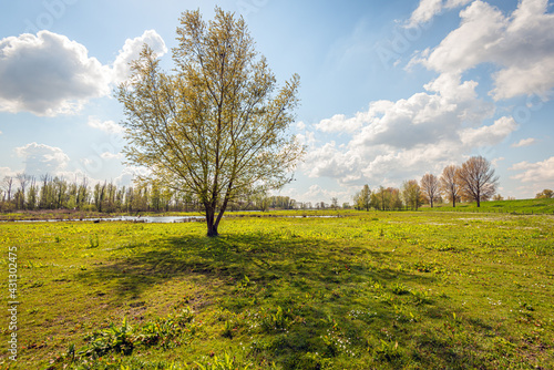 Budding solitary tree in backlight. The photo was taken on a sunny day at the beginning of the Dutch spring season.