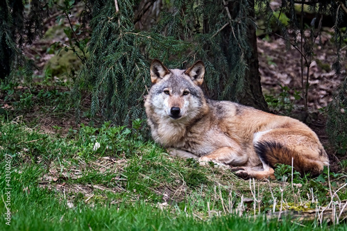 Europ  ischer Wolf   Canis lupus  .