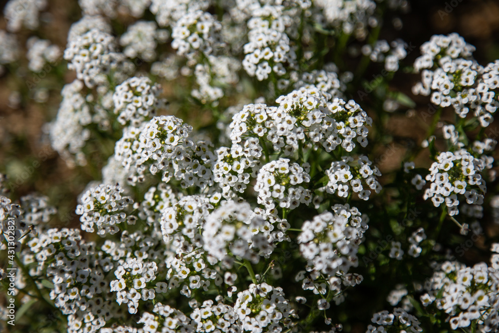 close up of a flower close up of a flower