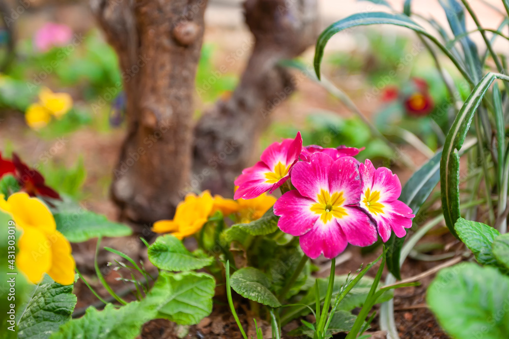 Multicolor Primrose, primula vulgaris, first flower blooming. Hence name primrose or primula. Colorful perennial primroses flowers in spring garden.