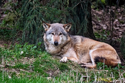 Europäischer Wolf ( Canis lupus ). © Michael