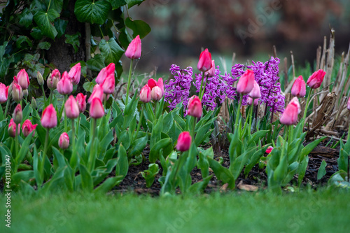Piękne hiacynty i tulipany kwitną wiosną na rabacie w ogrodzie