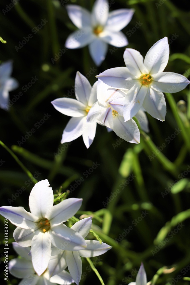 春の茨城県古河総合公園に咲く可憐な花「花ニラ」