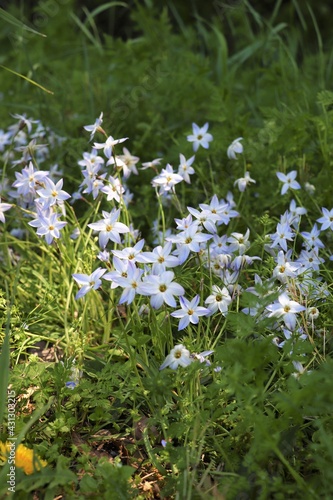 春の茨城県古河総合公園に咲く可憐な花「花ニラ」
