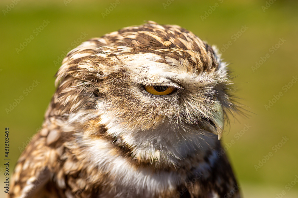 Burrowing owl head close up Burrowing owl head close up
