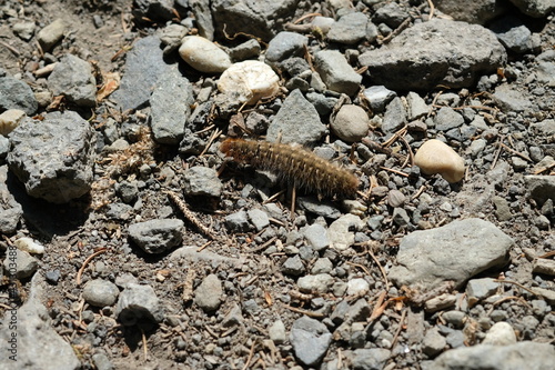 FU 2020-06-01 Bingen 672 Raupe kriecht   ber steinigen Waldboden