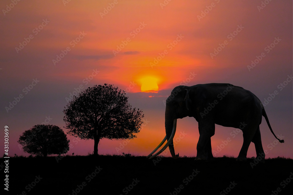 Fototapeta premium Black elephant silhouette on sunset background at Phu Khieo National Park, Chaiyaphum Province, Thailand