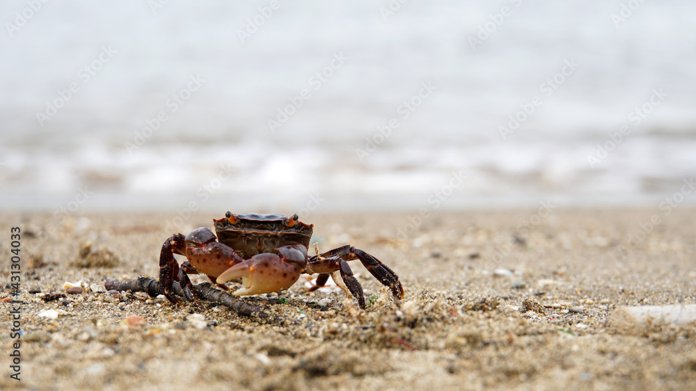 海辺の砂浜を散歩する蟹