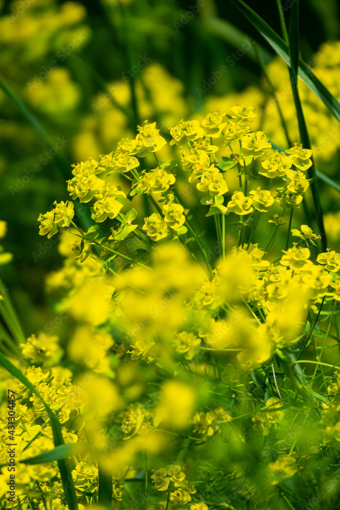 Fototapeta premium Yellow rapeseed field in bloom at spring